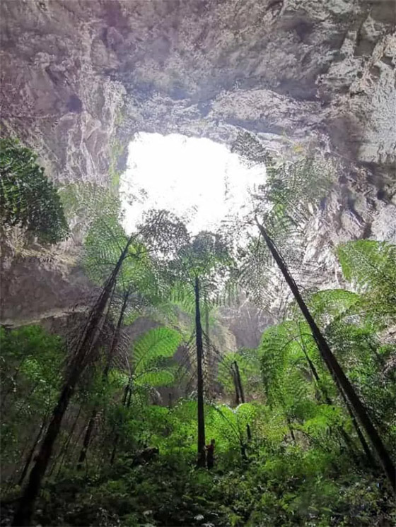 صورة رقم 7 - تشبه القصص الخيالية.. اكتشاف غابة كاملة داخل حفرة عميقة في الصين