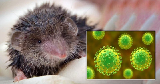  صورة رقم 12 - فيروس لانغا: فيروس حيواني جديد يُصيب عشرات الأشخاص في الصين