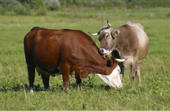  صورة رقم 2 - الأبقار لديها أصدقاء مقربون...حقائق ستجعلك تبتسم