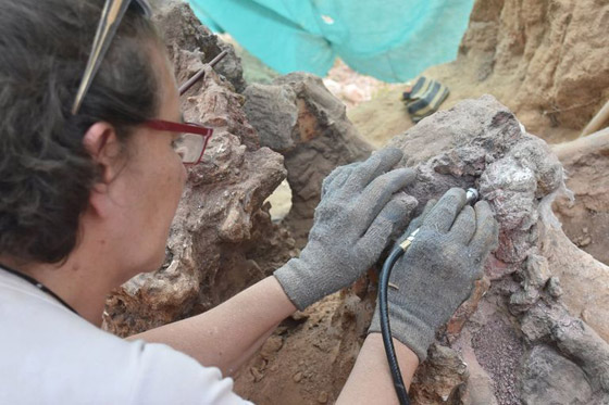 برتغالي يكتشف حفرية ديناصور في حديقة منزله (صور) صورة رقم 2