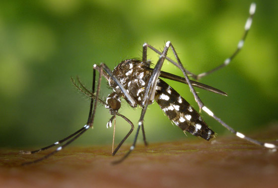  صورة رقم 3 - تعرفوا إلى 5 أمراض خطيرة تنقلها لدغات البعوض إلى البشر