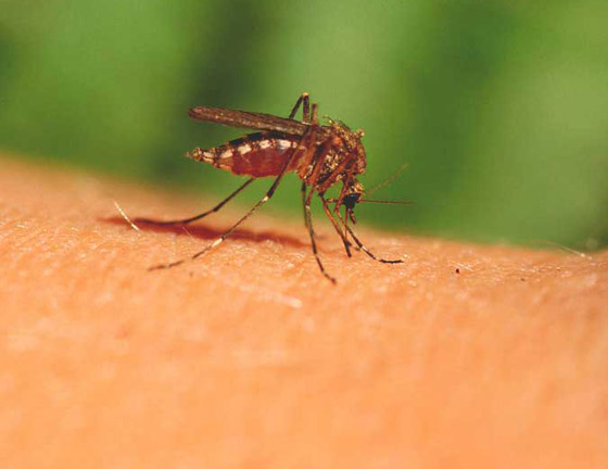  صورة رقم 8 - تعرفوا إلى 5 أمراض خطيرة تنقلها لدغات البعوض إلى البشر