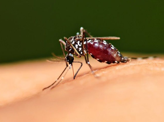  صورة رقم 9 - تعرفوا إلى 5 أمراض خطيرة تنقلها لدغات البعوض إلى البشر