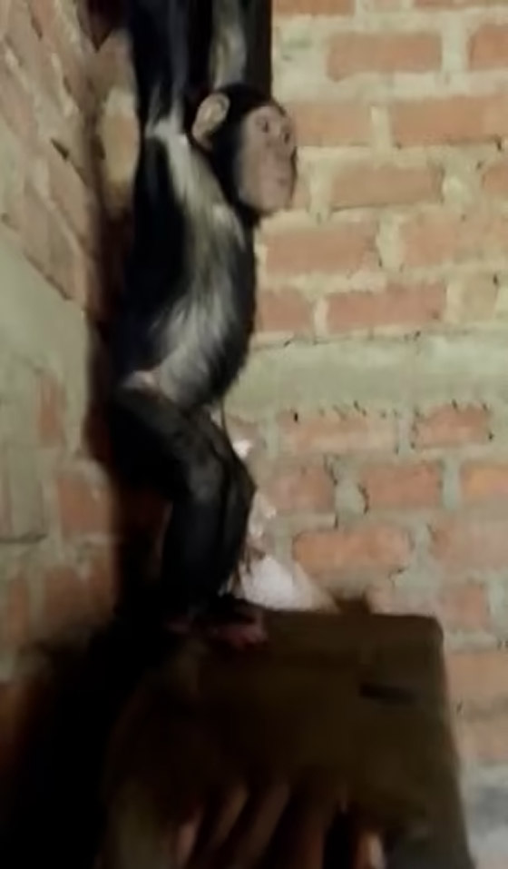  صورة رقم 3 - فيديو: عصابة خطفت 3 قرود شمبانزي وتطالب بفدية وإلا قطعت رؤوسهم