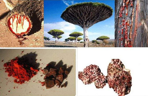  صورة رقم 8 - بالصور: أندر شجرة بالعالم في اليمن.. تنزف سائلا أحمر كالدم!