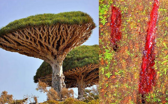  صورة رقم 9 - بالصور: أندر شجرة بالعالم في اليمن.. تنزف سائلا أحمر كالدم!