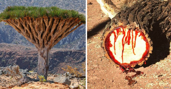  صورة رقم 10 - بالصور: أندر شجرة بالعالم في اليمن.. تنزف سائلا أحمر كالدم!