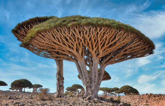  صورة رقم 11 - بالصور: أندر شجرة بالعالم في اليمن.. تنزف سائلا أحمر كالدم!