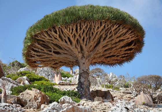  صورة رقم 2 - بالصور: أندر شجرة بالعالم في اليمن.. تنزف سائلا أحمر كالدم!