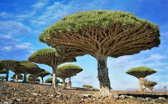  صورة رقم 5 - بالصور: أندر شجرة بالعالم في اليمن.. تنزف سائلا أحمر كالدم!