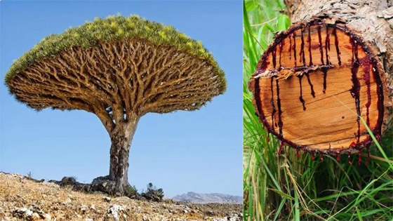  صورة رقم 1 - بالصور: أندر شجرة بالعالم في اليمن.. تنزف سائلا أحمر كالدم!