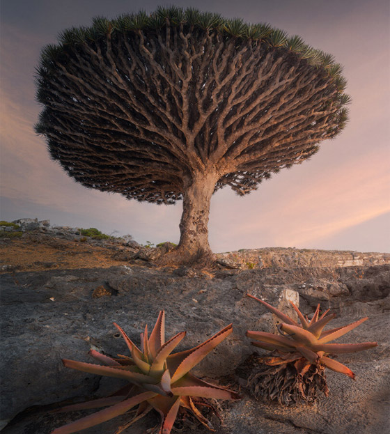  صورة رقم 13 - بالصور: أندر شجرة بالعالم في اليمن.. تنزف سائلا أحمر كالدم!