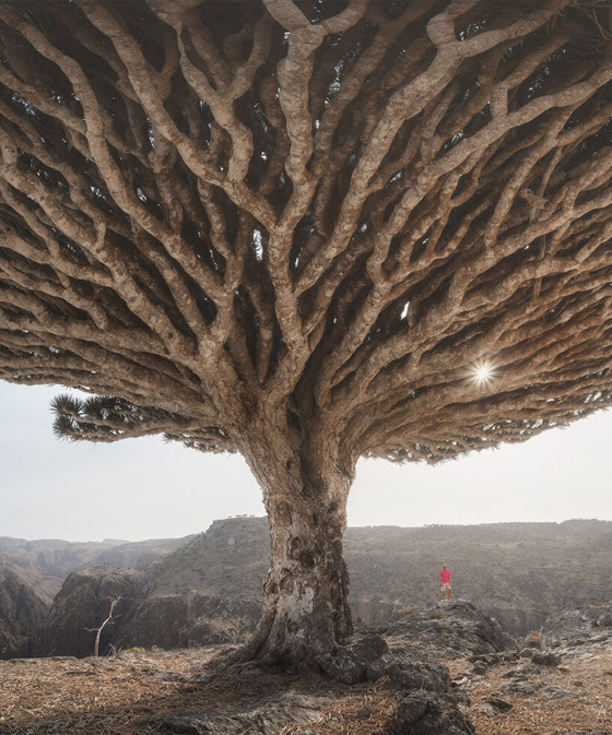  صورة رقم 14 - بالصور: أندر شجرة بالعالم في اليمن.. تنزف سائلا أحمر كالدم!