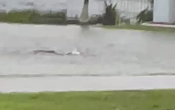  صورة رقم 3 - بالفيديو: سمكة قرش تسبح في شوارع فلوريدا