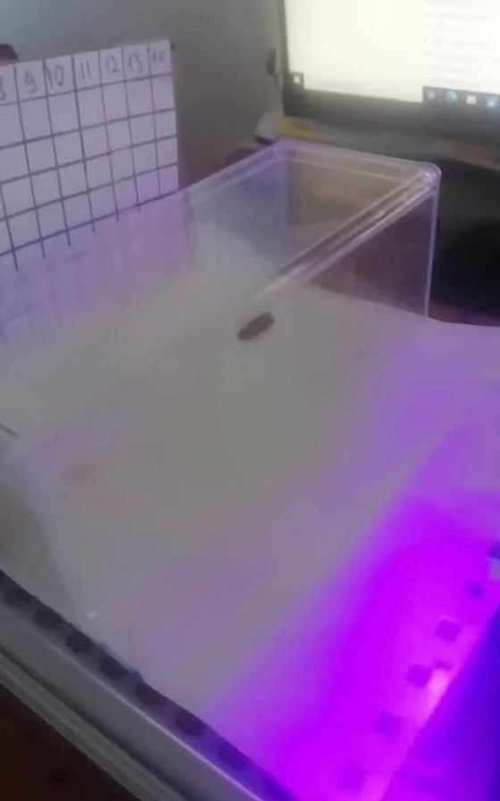 جهاز ليزري يعمل بالذكاء الاصطناعي مهمته قتل الصراصير صورة رقم 3