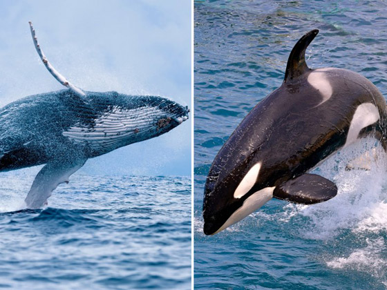صفعات وصراخ.. فيديو لمعركة نادرة بين نوعين من الحيتان صورة رقم 9