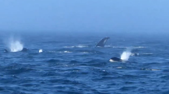 صفعات وصراخ.. فيديو لمعركة نادرة بين نوعين من الحيتان صورة رقم 10