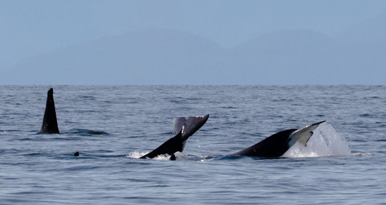 صفعات وصراخ.. فيديو لمعركة نادرة بين نوعين من الحيتان صورة رقم 11