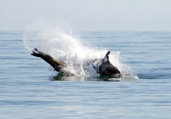 صفعات وصراخ.. فيديو لمعركة نادرة بين نوعين من الحيتان صورة رقم 12