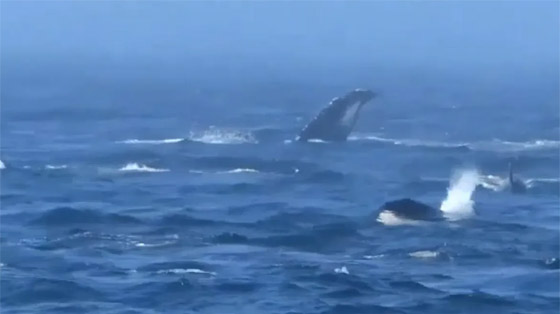صفعات وصراخ.. فيديو لمعركة نادرة بين نوعين من الحيتان صورة رقم 1