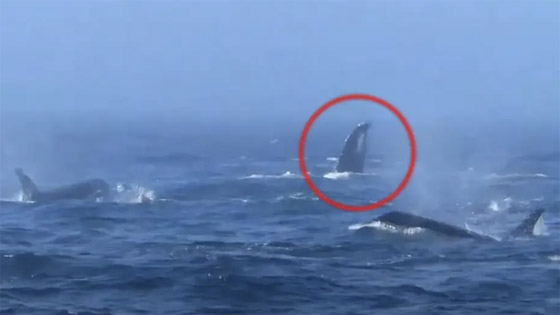 صفعات وصراخ.. فيديو لمعركة نادرة بين نوعين من الحيتان صورة رقم 2