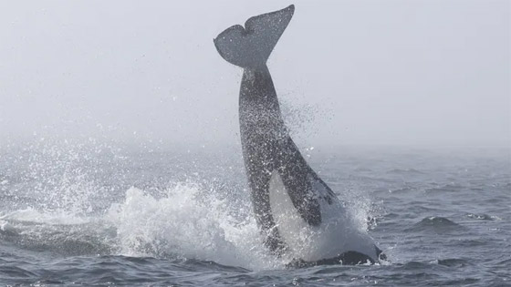 صفعات وصراخ.. فيديو لمعركة نادرة بين نوعين من الحيتان صورة رقم 3
