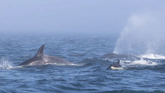 صفعات وصراخ.. فيديو لمعركة نادرة بين نوعين من الحيتان صورة رقم 4