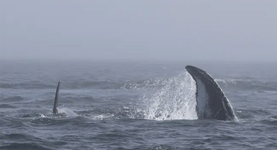 صفعات وصراخ.. فيديو لمعركة نادرة بين نوعين من الحيتان صورة رقم 5