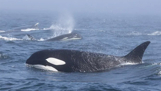 صفعات وصراخ.. فيديو لمعركة نادرة بين نوعين من الحيتان صورة رقم 6