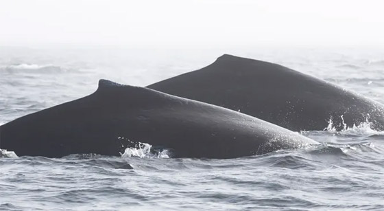 صفعات وصراخ.. فيديو لمعركة نادرة بين نوعين من الحيتان صورة رقم 7