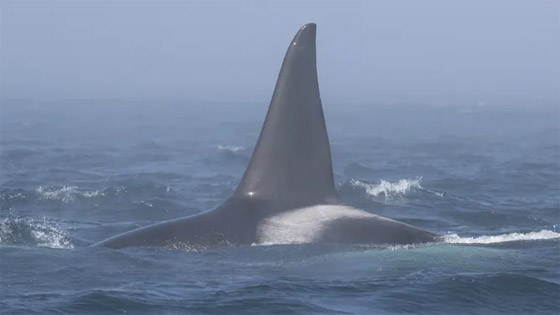 صفعات وصراخ.. فيديو لمعركة نادرة بين نوعين من الحيتان صورة رقم 8