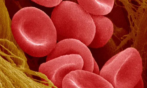  صورة رقم 6 - لأول مرة في التاريخ.. حقن خلايا دم أُنتجت مخبريا بجسم شخص