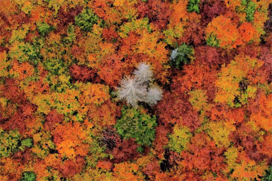  صورة رقم 5 - بالصور: فصل الخريف يجوب العالم.. مناظر خريفية بألوان خلابة