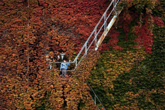  صورة رقم 14 - بالصور: فصل الخريف يجوب العالم.. مناظر خريفية بألوان خلابة