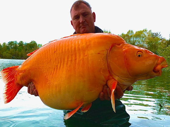  صورة رقم 2 - فيديو: اصطياد سمكة ذهبية عملاقة.. وزنها أكثر من 30 كغم!