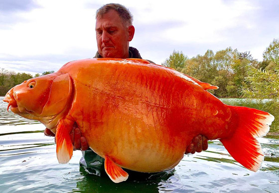  صورة رقم 4 - فيديو: اصطياد سمكة ذهبية عملاقة.. وزنها أكثر من 30 كغم!