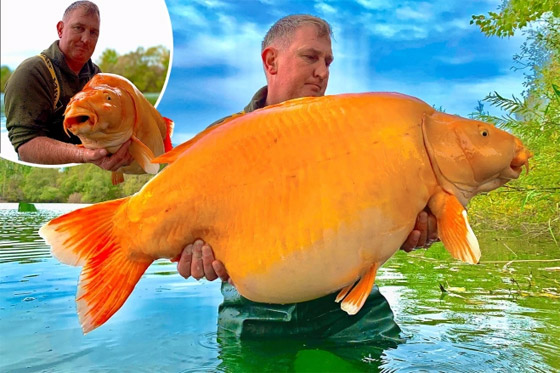  صورة رقم 1 - فيديو: اصطياد سمكة ذهبية عملاقة.. وزنها أكثر من 30 كغم!