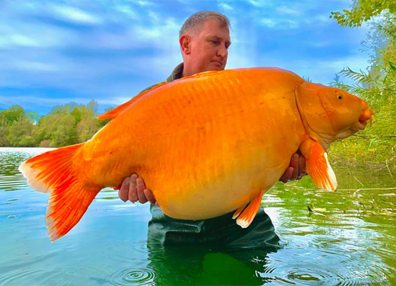  صورة رقم 5 - فيديو: اصطياد سمكة ذهبية عملاقة.. وزنها أكثر من 30 كغم!