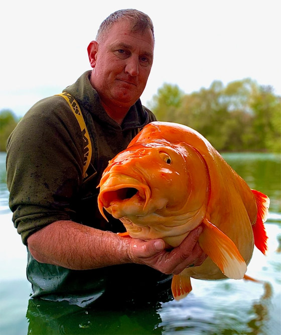  صورة رقم 3 - فيديو: اصطياد سمكة ذهبية عملاقة.. وزنها أكثر من 30 كغم!