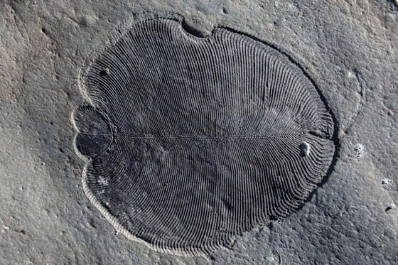 عمرها 550 مليون عاما.. علماء يكتشفون 