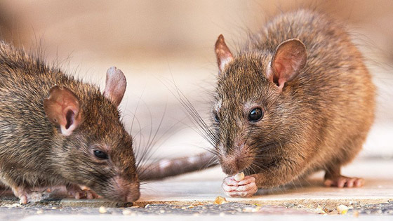 مدير دموي: نيويورك تبحث عن شخص يعدم ملايين الفئران مقابل راتب مغر! صورة رقم 6