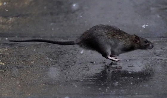 مدير دموي: نيويورك تبحث عن شخص يعدم ملايين الفئران مقابل راتب مغر! صورة رقم 9