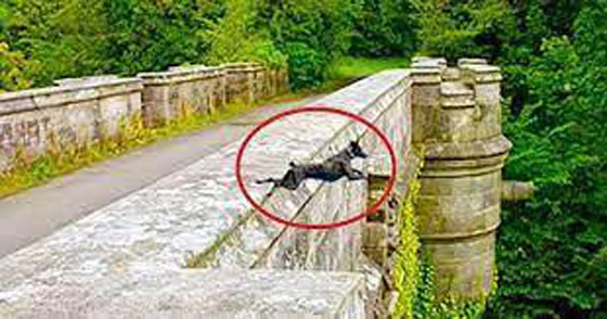 جسر أوفرتون ،، لغز الجسر الذي أصاب الكلاب بالجنون ودفعهم للانتحار! صورة رقم 3