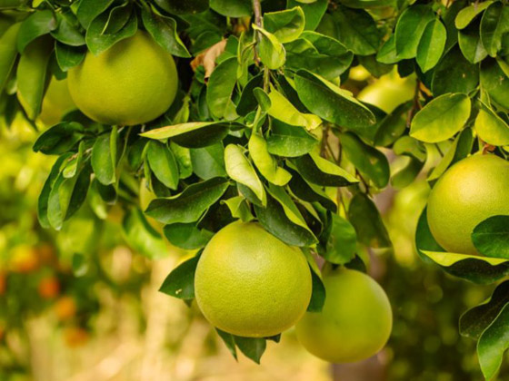  صورة رقم 2 - هل سمعت بها من قبل؟.. 8 فوائد مذهلة لفاكهة البوملي