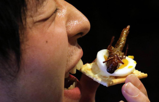 مقزز!!.. الصراصير والديدان ضمن غذاء الأوروبيين بقرار رسمي! صورة رقم 4
