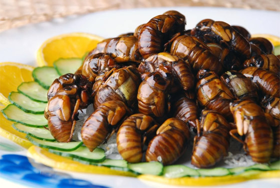 مقزز!!.. الصراصير والديدان ضمن غذاء الأوروبيين بقرار رسمي! صورة رقم 6