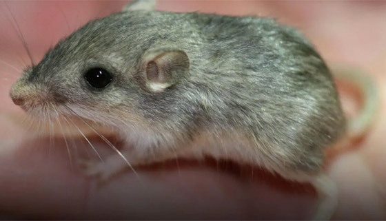 أكبر فأر سنا في العالم يستعد لدخول موسوعة غينيس.. كم يبلغ عمره؟ صورة رقم 2
