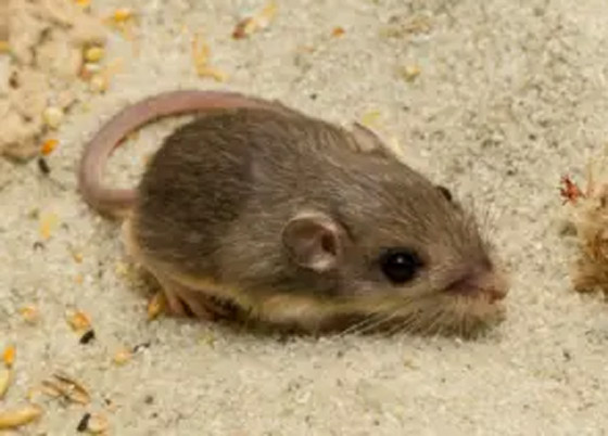 أكبر فأر سنا في العالم يستعد لدخول موسوعة غينيس.. كم يبلغ عمره؟ صورة رقم 3