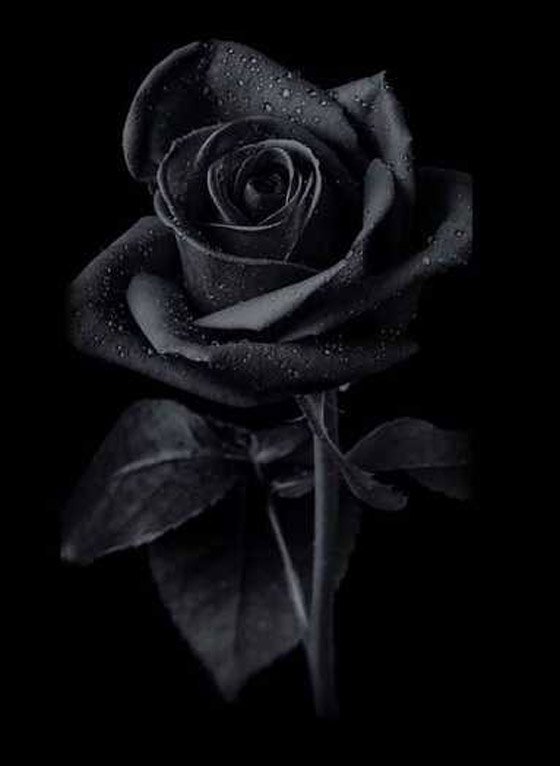  صورة رقم 5 - يرمز للحب وينمو بمدينة واحدة.. قصة الورد الأسود الذي يُصنع منه المربى