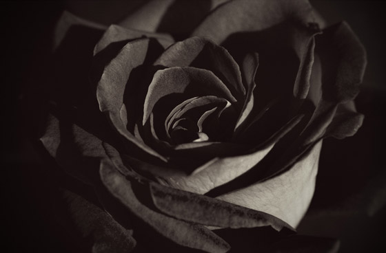  صورة رقم 6 - يرمز للحب وينمو بمدينة واحدة.. قصة الورد الأسود الذي يُصنع منه المربى